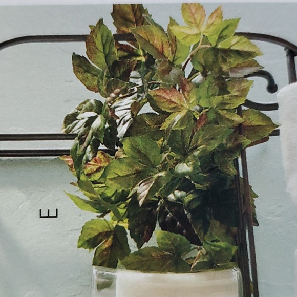 All Season Grape Ivy bush NEW goes w/everything Home Interiors - Picture 6 of 13